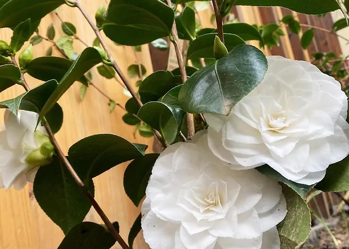 Le Palmier - Private Casa de Férias *